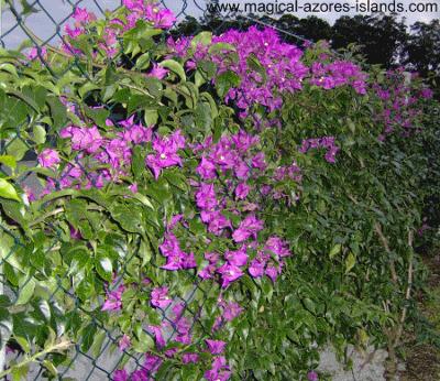 Purple Azores flowers