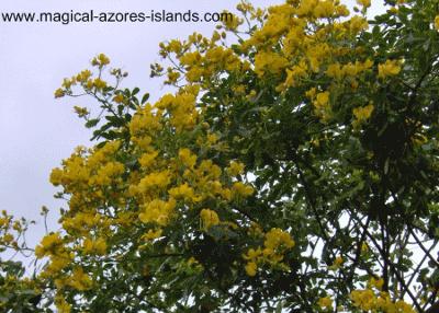 Yellow Azores Flowers