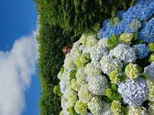 Azores Hydrangeas