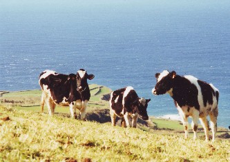 About the Azores Islands. Cattle Farming is a major industry