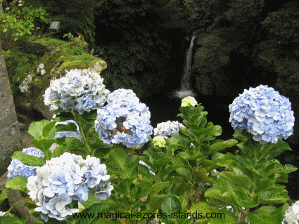 Achadina in Sao Miguel Azores