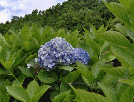 Flowers around Furnas Lake, Sao Miguel