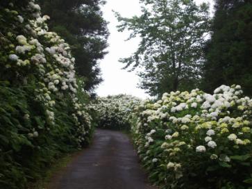 Azores Island Hydrangeas