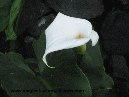 Azores-Lily-PB