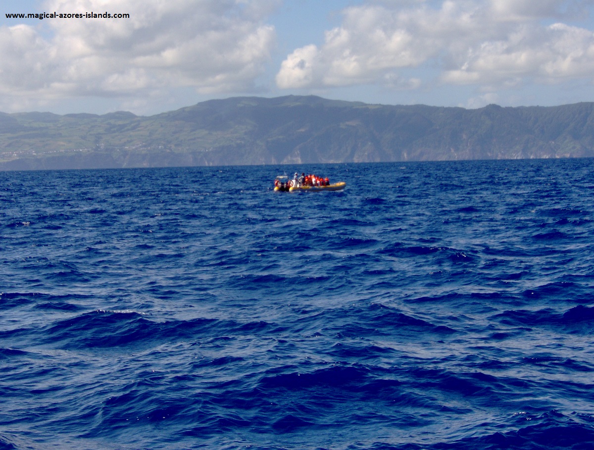 whale watch in the Azores