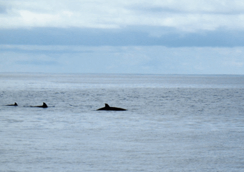Bico Whales in the Azores> <br> <br clear=