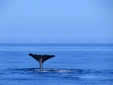 Azores whale watching