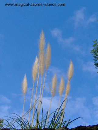 Azores garden grass