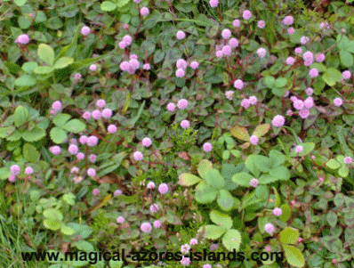 Ground cover on trail in Azores