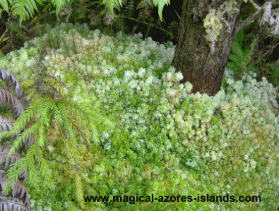 Moss seen on an Azores hiking trip