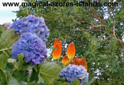 Magical Azores Islands Newsletter 007