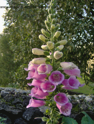 Azores pink plant