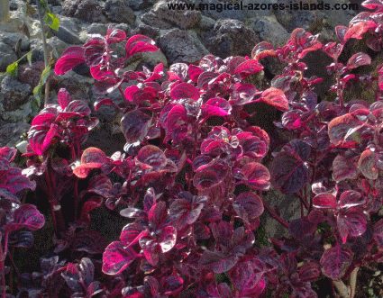 Azores purple plant