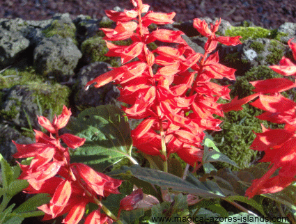 Azores red flower