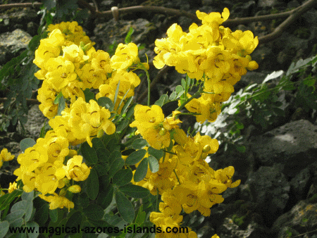 Azores-yellow-flower-PB