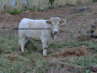 Faial Azores Cow