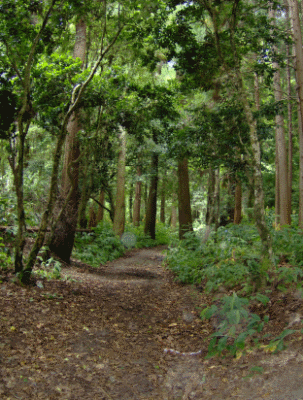 around Furnas Lake, Sao Miguel