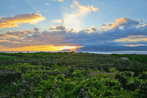 Landscape of Pico Azores Vineyard