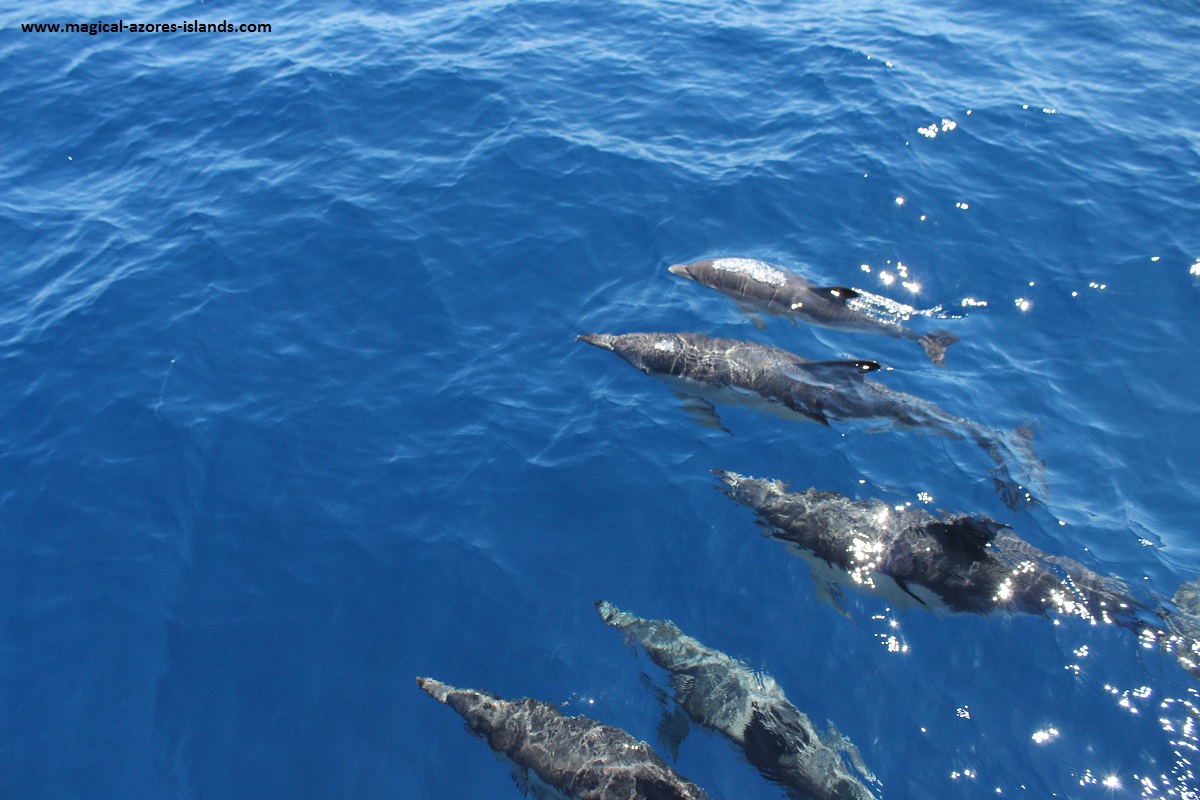 Dolphins swimming along our boat while out in the water in Sao Miguel