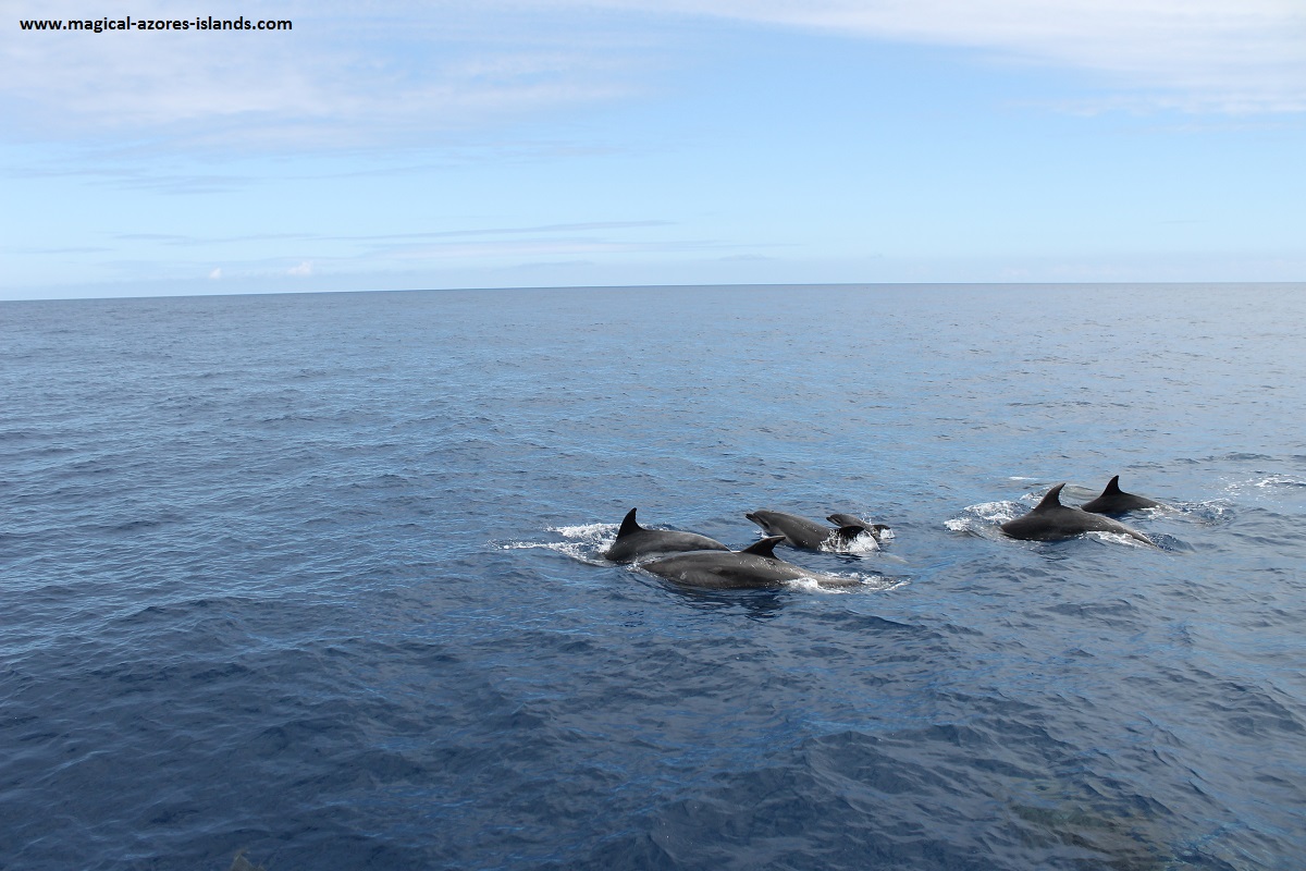dolphins in the Azores