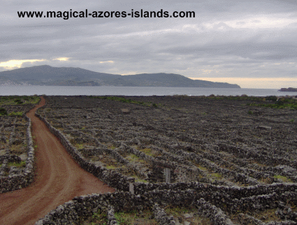 Pico Azores Vineyard