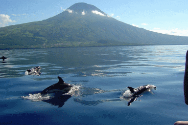 Azores whale watching in Pico