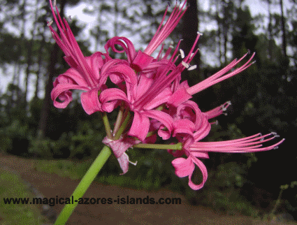 Pico Flower