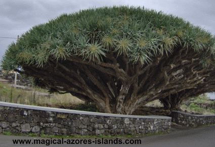 Pico Tree