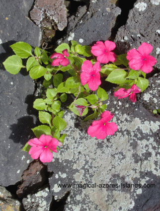 Pink flower