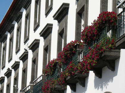 Ponta Delgada flowers in window boxes