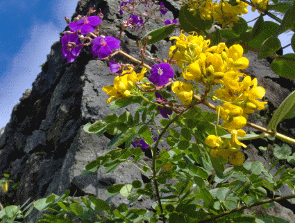 Purple and yellow flowers