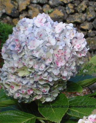 Quinta hydrangea