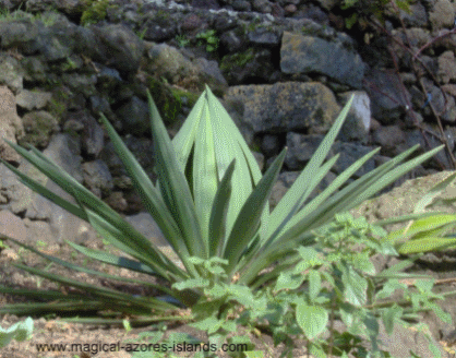 Quinta odd plant