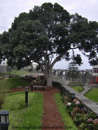 Ribeira Grande Park top