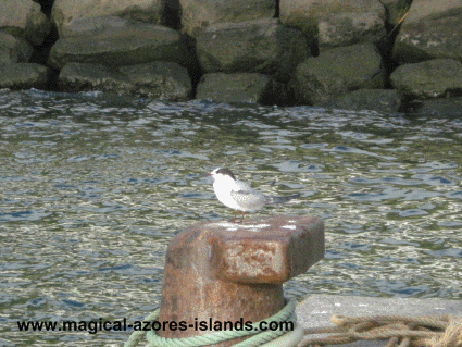 Vila Franca do Campo bird