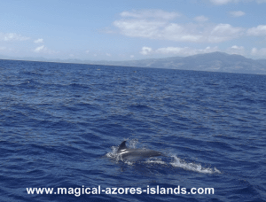 Azores - dolphin swimming