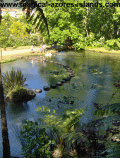 Pond in Terra Nostra Park
