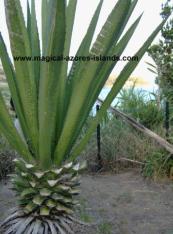 an interesting plant at Miradouro do Pisao, Caloura, Azores
