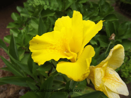 Plenty of Flowers in Sao Miguel Azores