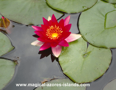 Red Water Lily