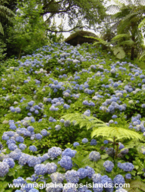 Terra Nostra Park