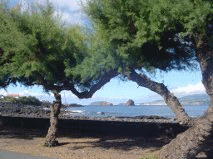 Trees at Casa da Barca