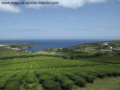 Porto Formoso Tea Plantation