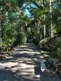 A pathway through Terra Nostra park, Furnas