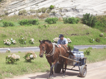 Horse Cart and jugs
