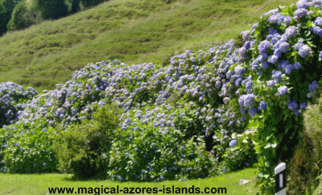 Hydrangeas at the Azores aqueduct