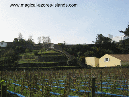 Quinta da Jardinette vineryard