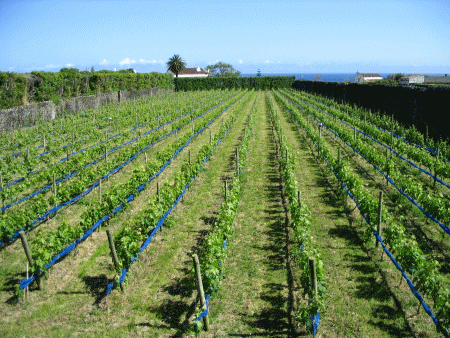 Quinta da Jardinette vineyard