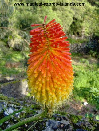 red hot poker at quinta