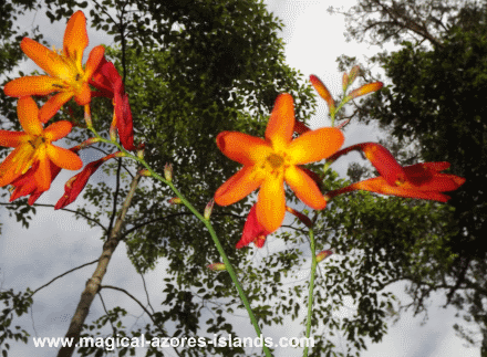 Pinhal da Paz flower